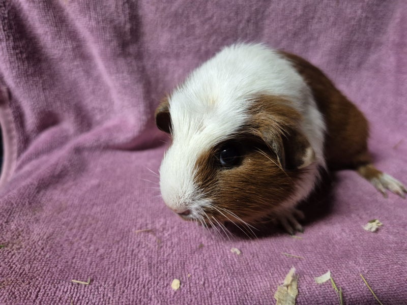 Healthy Baby Guinea pigs Carousel 1