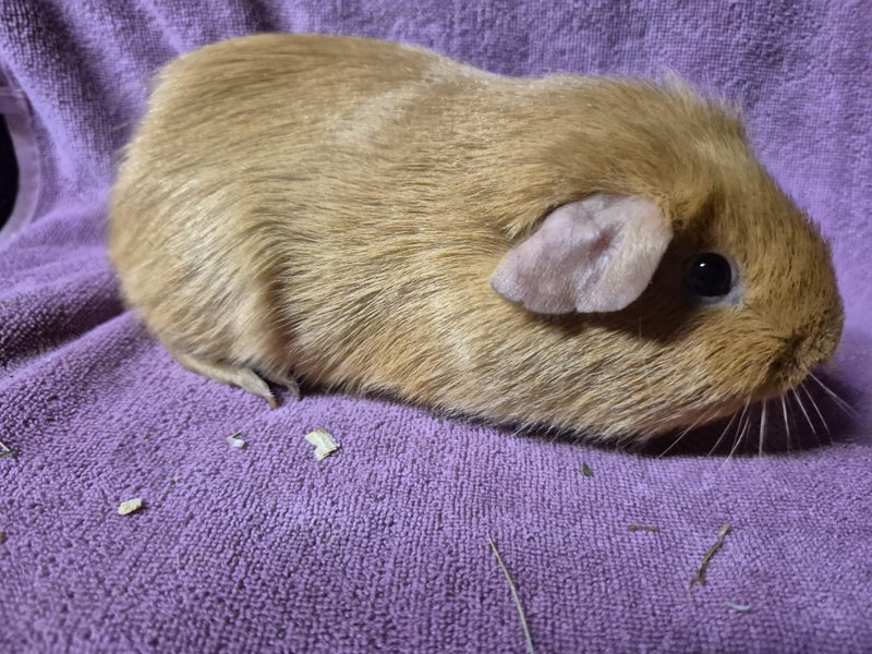 Healthy Baby Guinea pigs Carousel 2