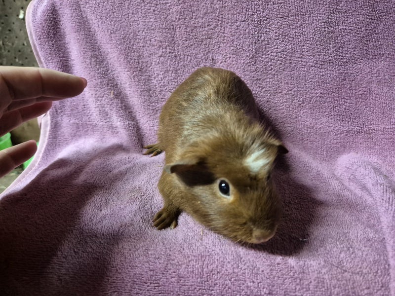 Healthy Baby Guinea Pigs Carousel 13