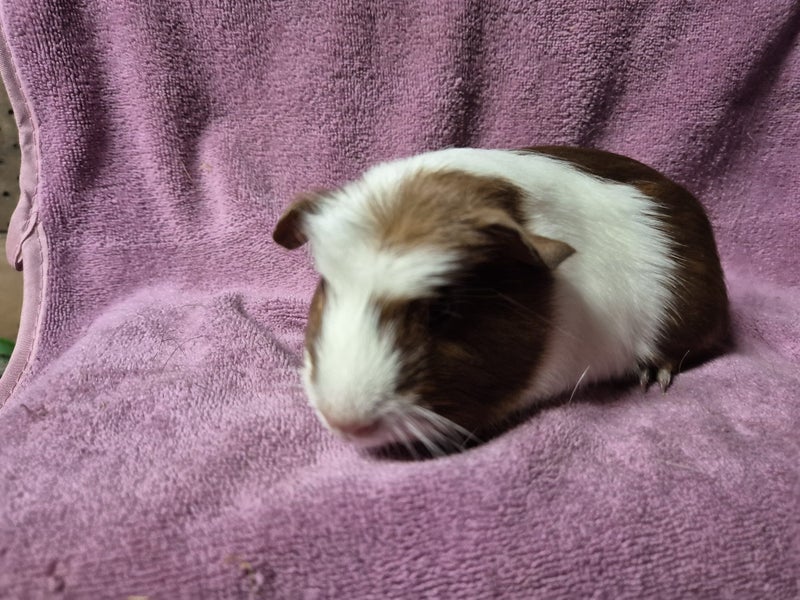 Healthy Baby Guinea pigs Carousel 18