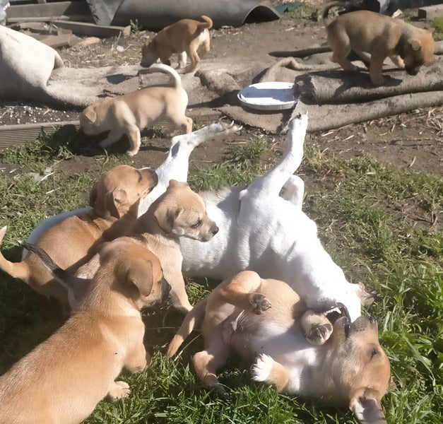 Miniature Jack Rusell-Husky X63615441921282111