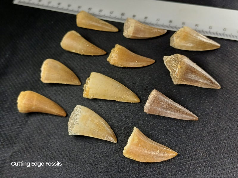 Mosasaur Fossil Tooth - Good Size, High Quality Carousel 2