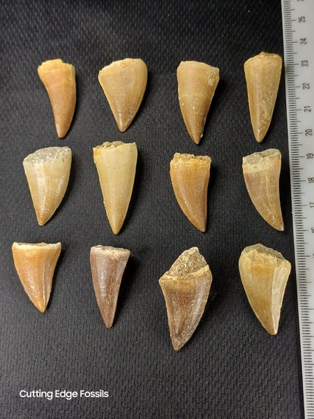 Mosasaur Fossil Tooth - Good Size, High Quality Carousel 1