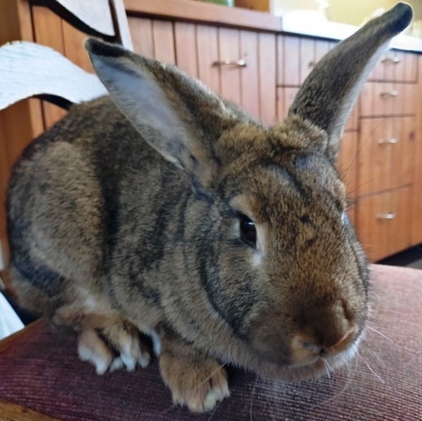 Rabbit - Attractive and Healthy Carousel 1