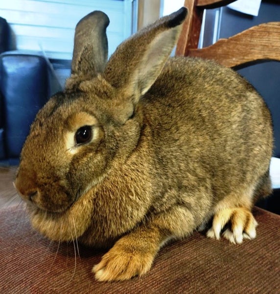 Rabbit - Attractive and Healthy Carousel 2