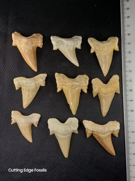 Otodus Fossil Shark Tooth - Megalodon Ancestor - Good Size & Quality Carousel 1