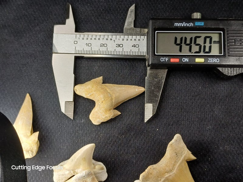 Otodus Fossil Shark Tooth - Megalodon Ancestor - Good Size & Quality Carousel 15