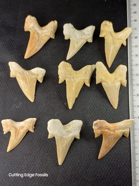 Otodus Fossil Shark Tooth - Megalodon Ancestor - Good Size & Quality Carousel 2