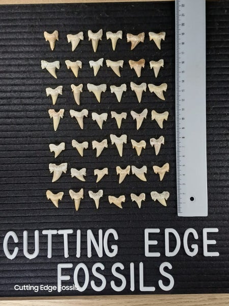 Fossil Shark Tooth - Small - Good Quality Carousel 2