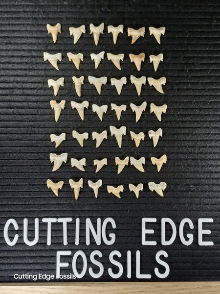 Fossil Shark Tooth - Small - Good Quality Carousel 1