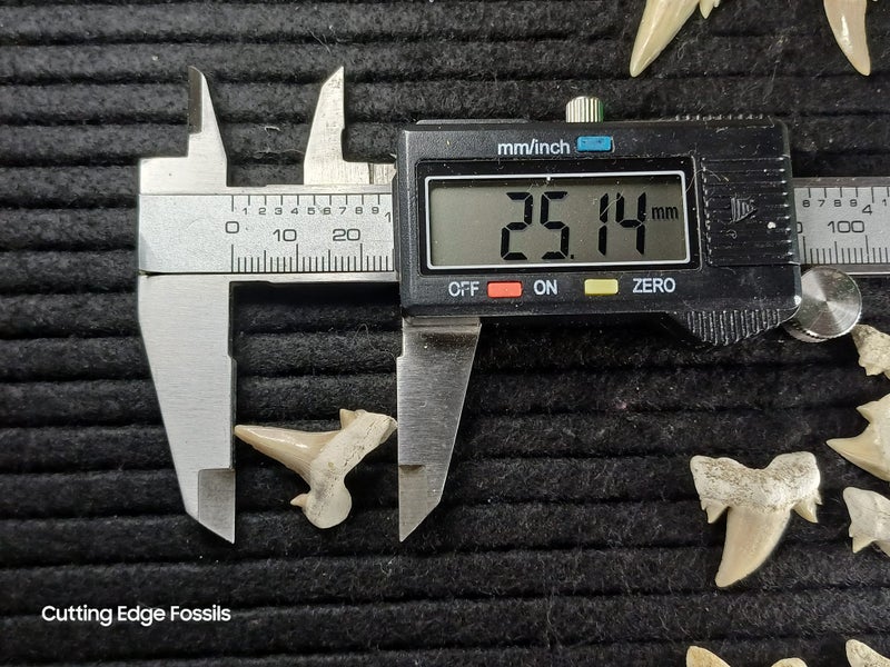 Fossil Shark Tooth - Small - Good Quality Carousel 14