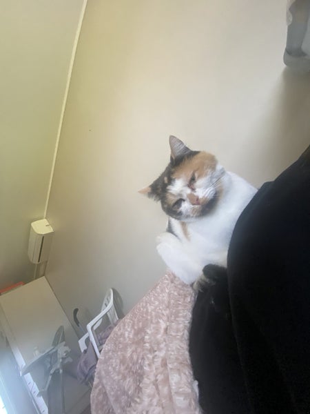 Calico Cat Carousel 2