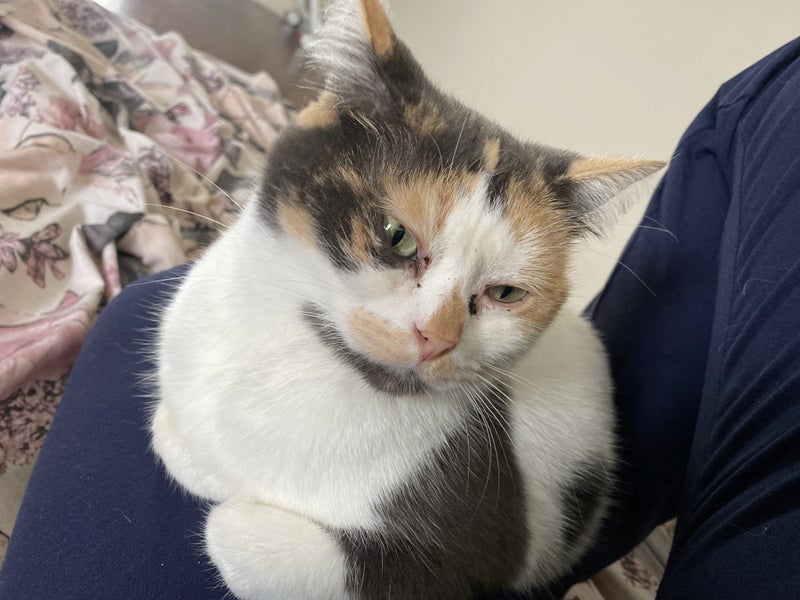 Calico Cat Carousel 4