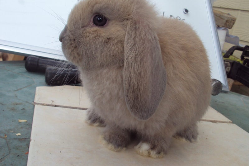 Pure Bred Mini Lop Babies Carousel 20