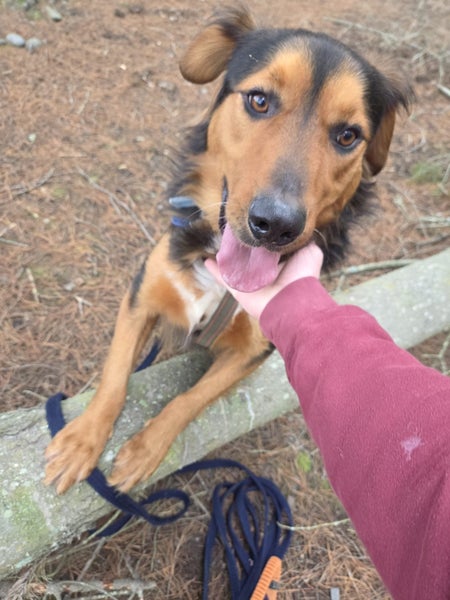 Buddy the Hunterway X (2.5 years old) Carousel 2