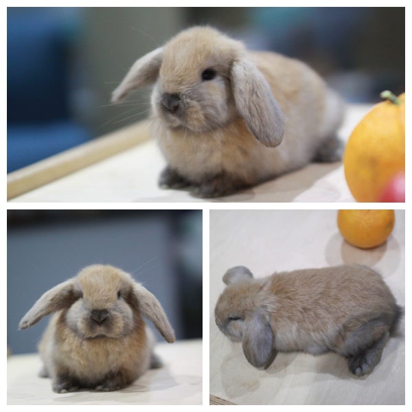 very cute Pure Bred mini Lops Carousel 14