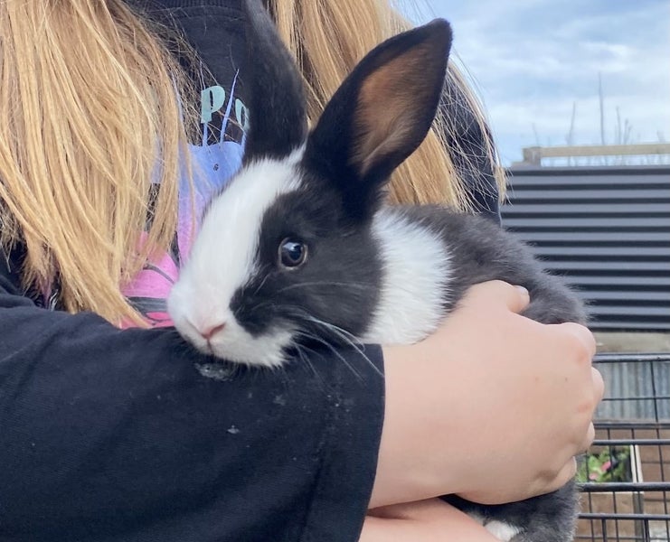Baby Rabbits Carousel 1