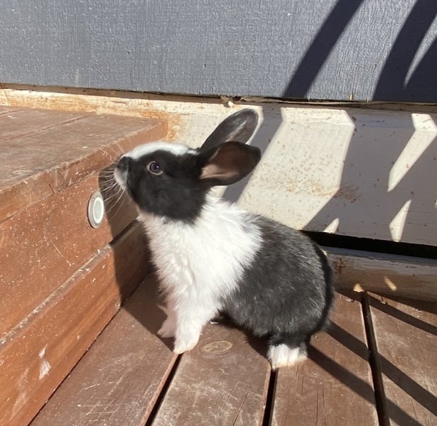 Baby Rabbits Carousel 2