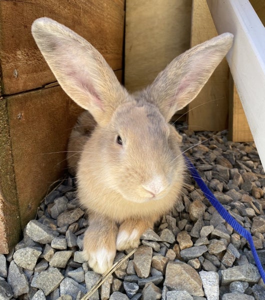Baby Rabbits Carousel 12