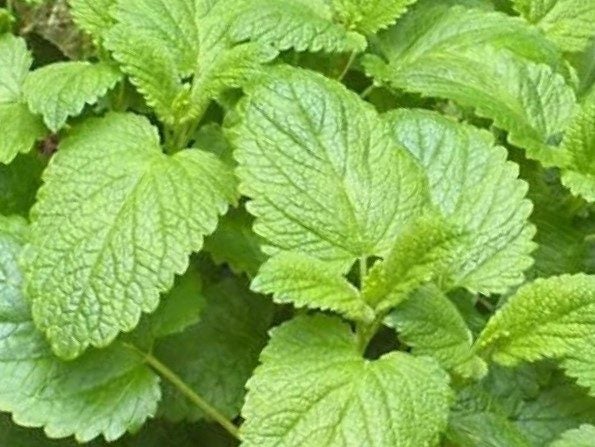 LEMON BALM ; Used in perfumes, cosmetics, toothpaste, food & tea. 50+seeds Carousel 1