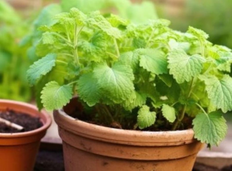 LEMON BALM ; Used in perfumes, cosmetics, toothpaste, food & tea. 50+seeds Carousel 2
