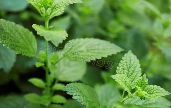 LEMON BALM ; Used in perfumes, cosmetics, toothpaste, food & tea. 1000+seeds Carousel 4