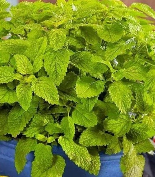 LEMON BALM ; Used in perfumes, cosmetics, toothpaste, food & tea. 50+seeds Carousel 4