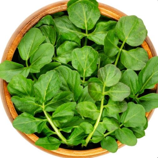 WATERCRESS :Water is vital for growing, tasty leaves! salad/stir-fries 3000+ sds Carousel 1