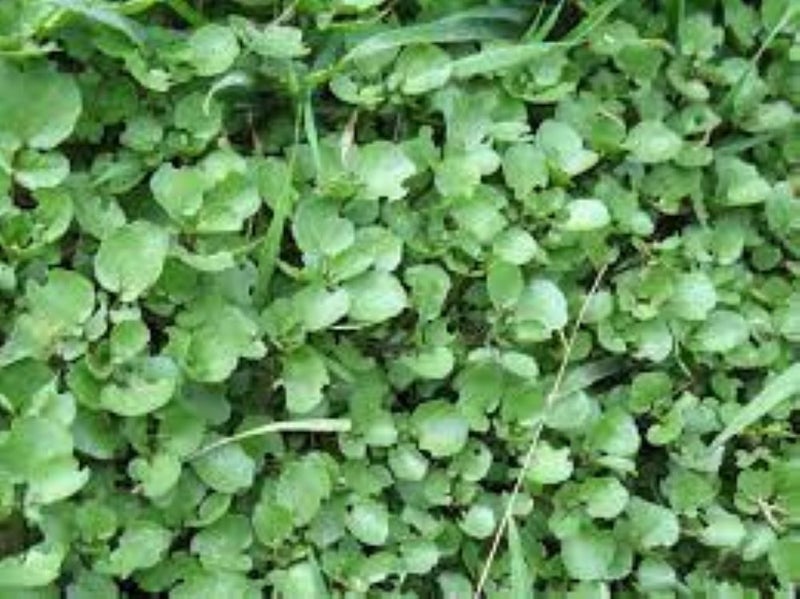 WATERCRESS :Water is vital for growing, tasty leaves! salad/stir-fries 3000+ sds Carousel 2