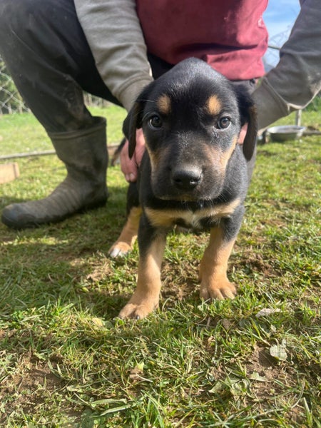 Huntaway pups Carousel 1