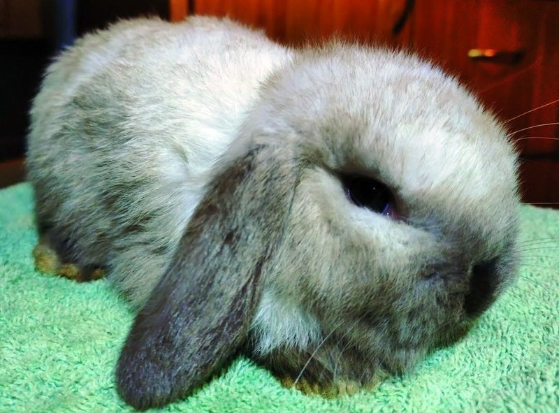 Baby Rabbits - Cute & Attractive Carousel 2
