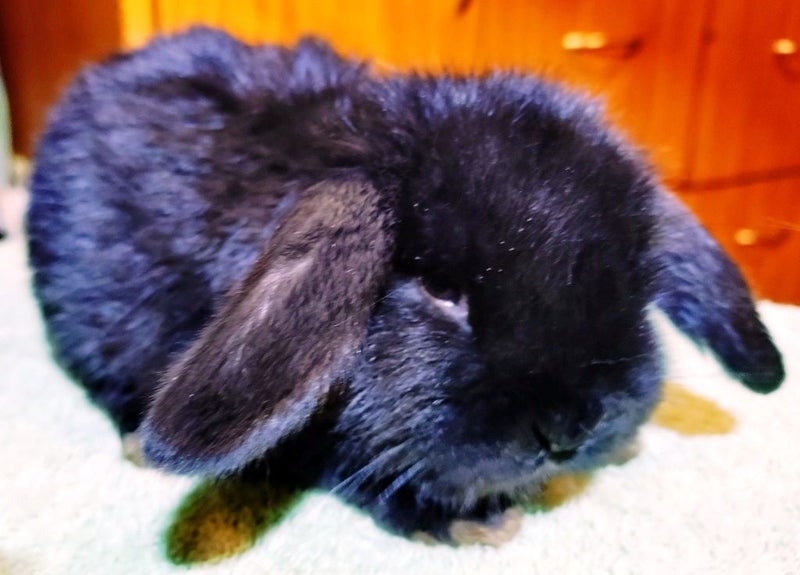Baby Rabbits - Cute & Attractive Carousel 10