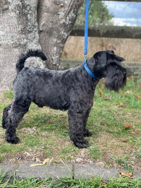 Miniature Schnauzer Carousel 1