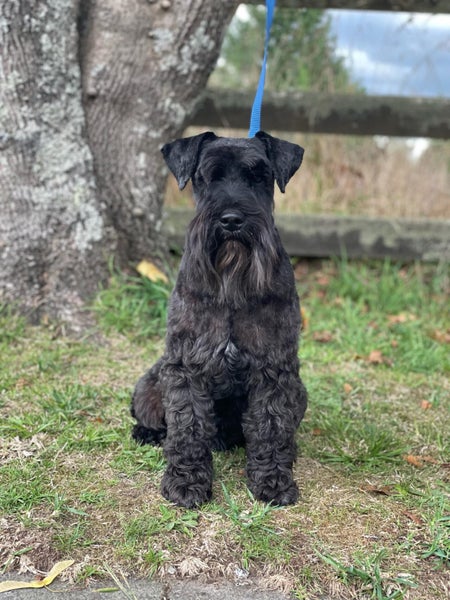 Miniature Schnauzer Carousel 2