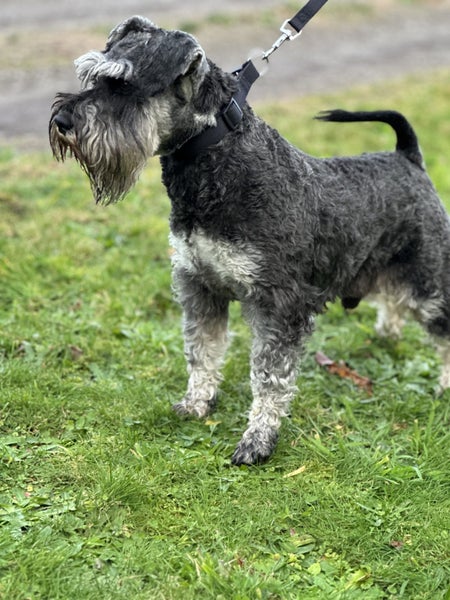 Miniature Schnauzer Carousel 7