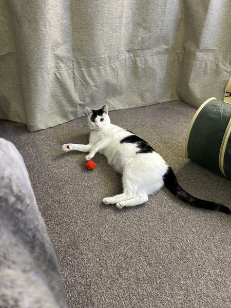 DOT - AVAILABLE FOR ADOPTION - PET WHISPERER RESCUE Carousel 2