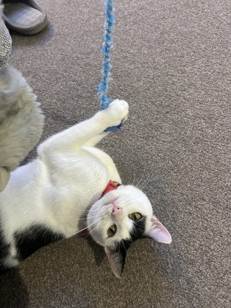 DOT - AVAILABLE FOR ADOPTION - PET WHISPERER RESCUE Carousel 1