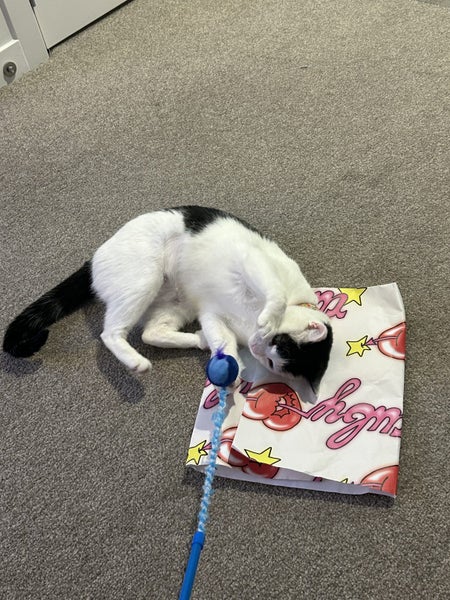 DOT - AVAILABLE FOR ADOPTION - PET WHISPERER RESCUE Carousel 4