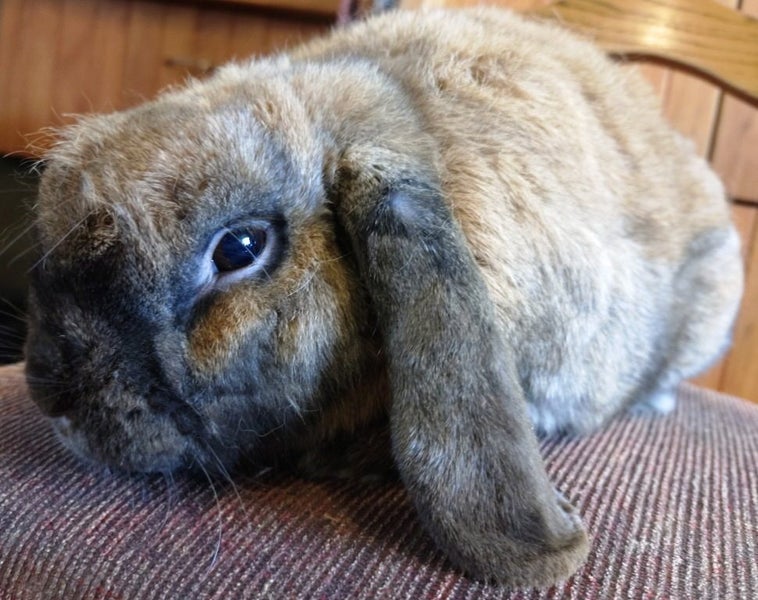 Rabbit - Attractive and Healthy Carousel 1