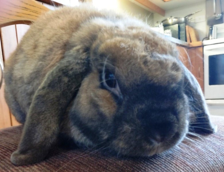 Rabbit - Attractive and Healthy Carousel 2