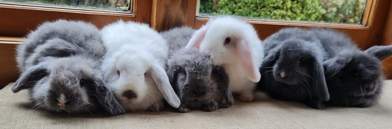 Mini Lop Bunnies Carousel 1