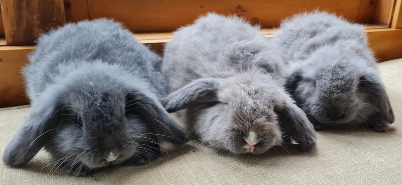 Mini Lop Bunnies Carousel 2