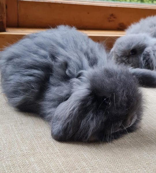 Mini Lop Bunnies Carousel 4