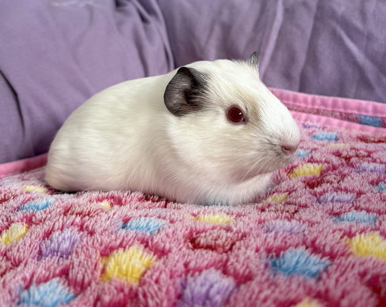 Beautiful White Guinea Pig Carousel 1