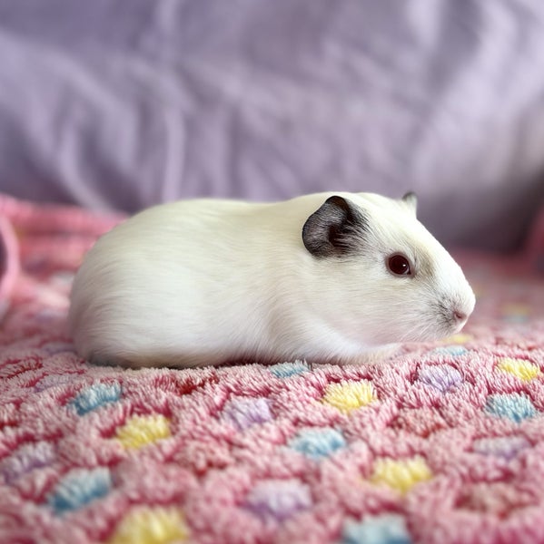 Beautiful White Guinea Pig Carousel 2
