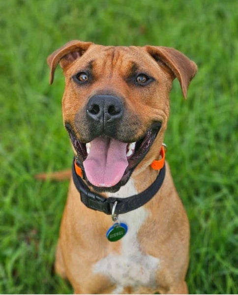 Looking for the best home for this lovely dog Carousel 1