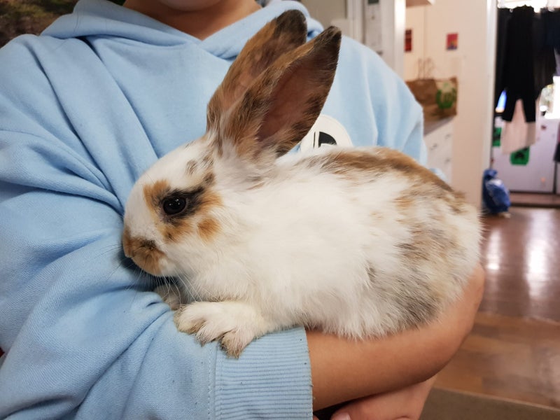 Baby Rabbit Carousel 1