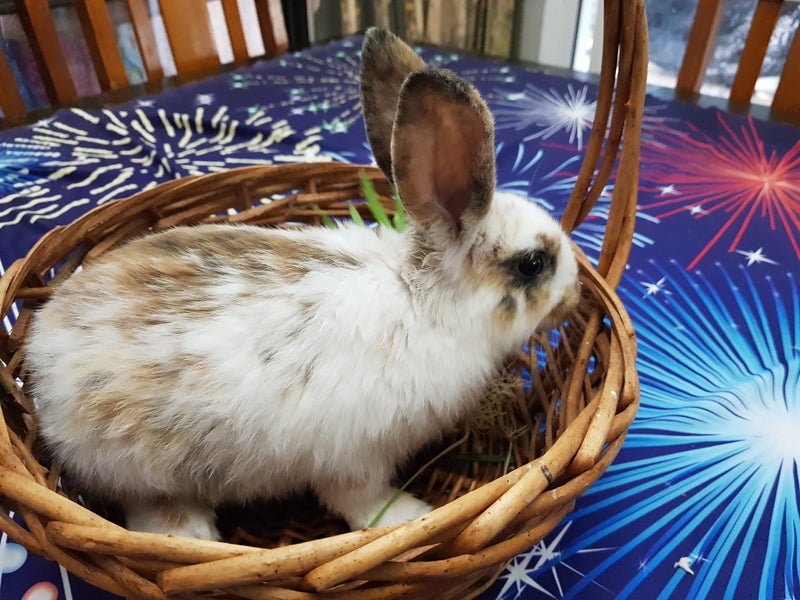 Baby Rabbit Carousel 2