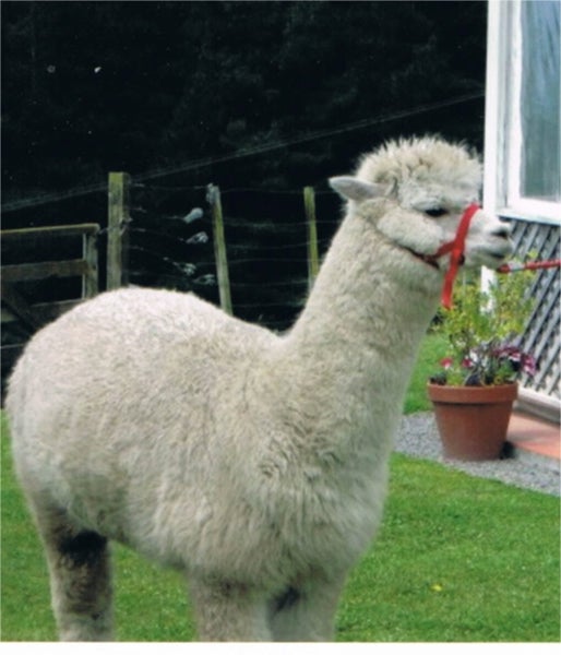 ALPACA FLEECE, READY FOR SPINNING Carousel 2