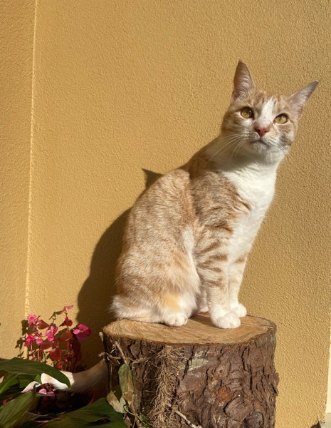 Loving Family Cat needs a new forever home Carousel 2